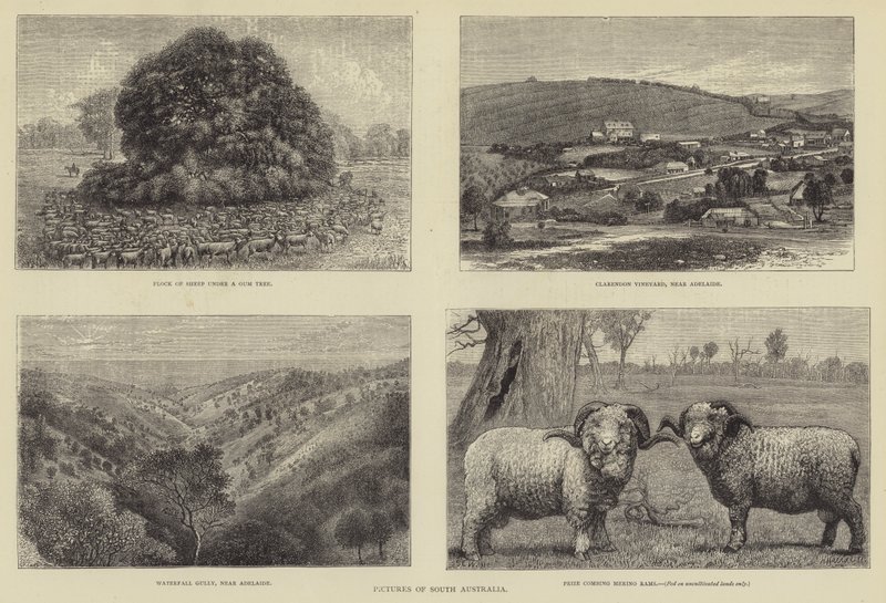 Bilder från södra Australien av Samuel Edmund Waller