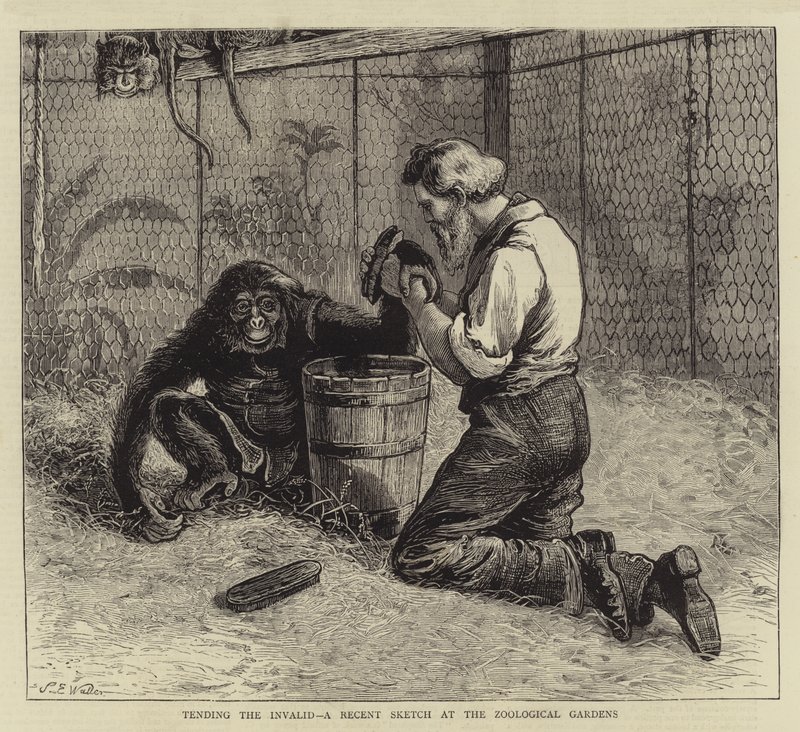 Tending the Invalid, en färsk skiss på Zoological Gardens av Samuel Edmund Waller
