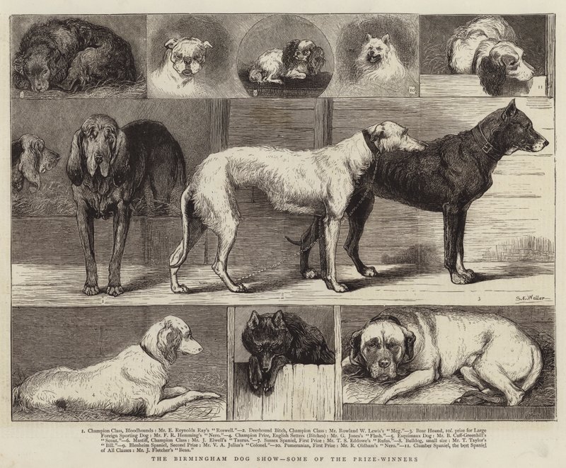 Birmingham Dog Show, några av pristagarna av Samuel Edmund Waller