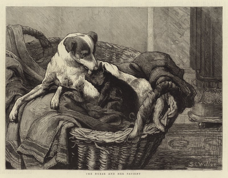 Sjuksköterskan och hennes patient av Samuel Edmund Waller