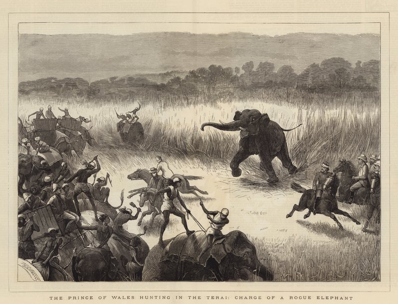 Prinsen av Wales jagar i Terai, Charge of a Rogue Elephant av Samuel Edmund Waller