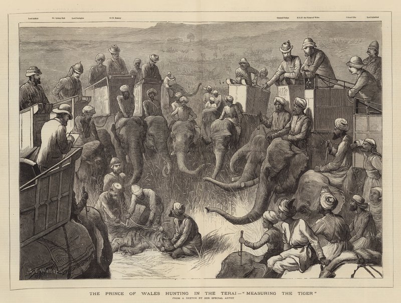 Prinsen av Wales jagar i Terai, mäter tigern av Samuel Edmund Waller