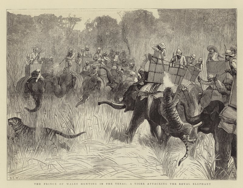 Prinsen av Wales jagar i Terai, en tiger som attackerar den kungliga elefanten av Samuel Edmund Waller