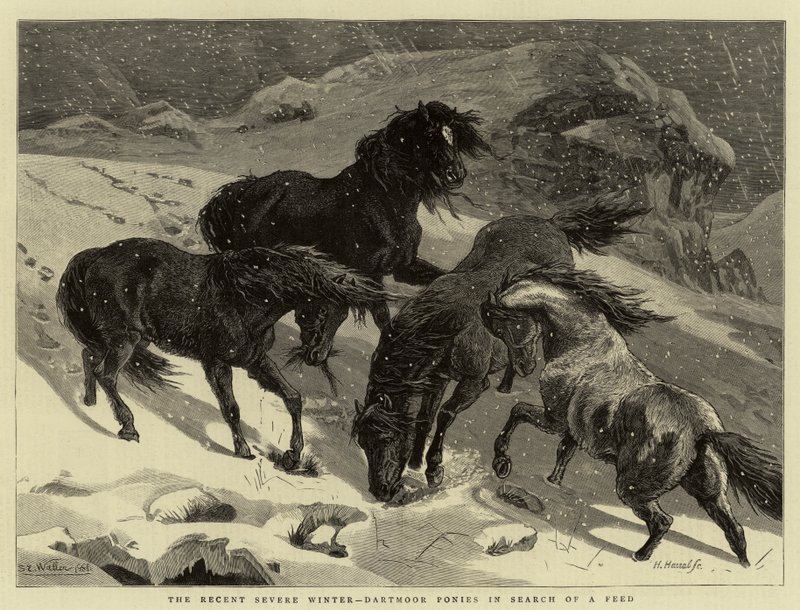 Den senaste stränga vintern, Dartmoor-ponnyer på jakt efter foder av Samuel Edmund Waller