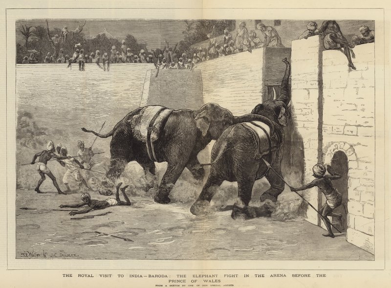 Det kungliga besöket i Indien, Baroda, elefantkampen i arenan inför prinsen av Wales av Samuel Edmund Waller