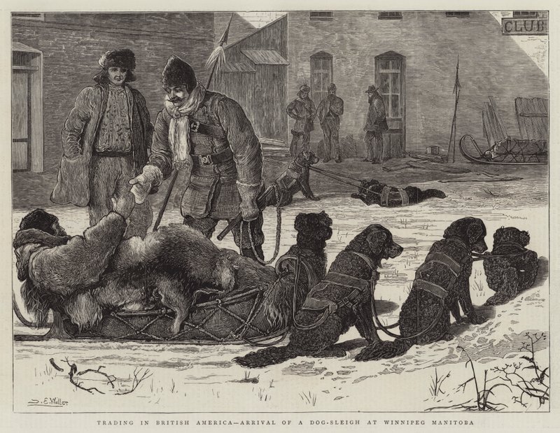 Handel i Brittiska Amerika, ankomst av en hundspann i Winnipeg, Manitoba av Samuel Edmund Waller