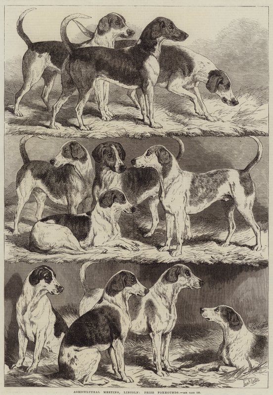 Jordbruksmöte, Lincoln, Pris Foxhounds av Samuel John Carter