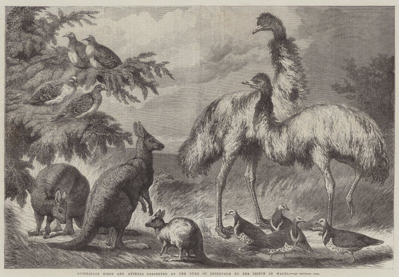 Australiska fåglar och djur presenterade av hertigen av Edinburgh till prinsen av Wales av Samuel John Carter