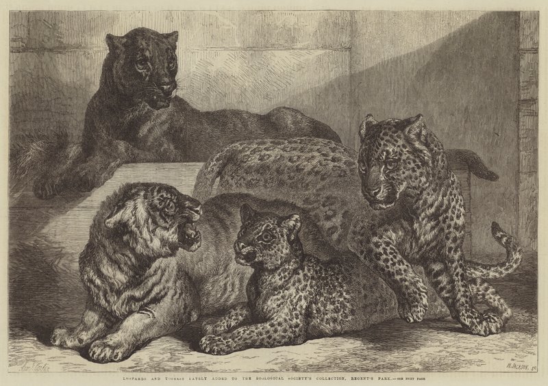 Leoparder och tigresser som nyligen lagts till i Zoological Society