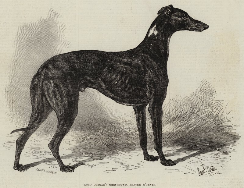 Lord Lurgans greyhound, Master M