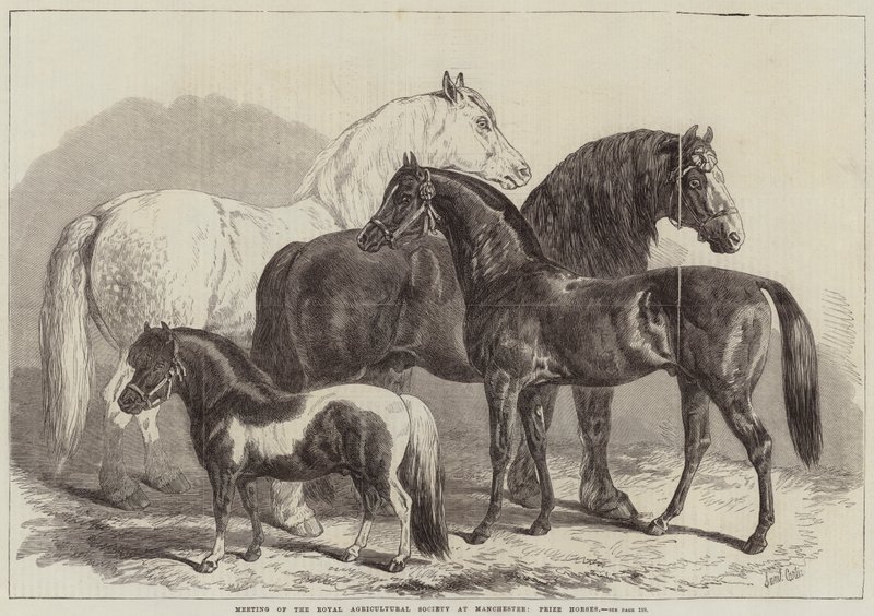 Möte för Royal Agricultural Society i Manchester, Prize Horses av Samuel John Carter
