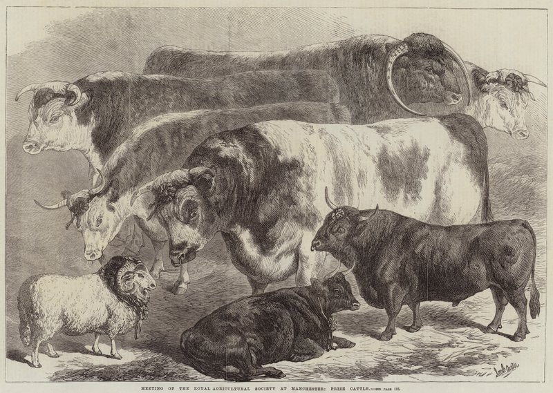 Möte för Royal Agricultural Society i Manchester, Prize Cattle av Samuel John Carter