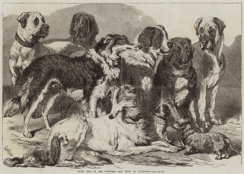 Prishundar i National Dog Show på Islington av Samuel John Carter