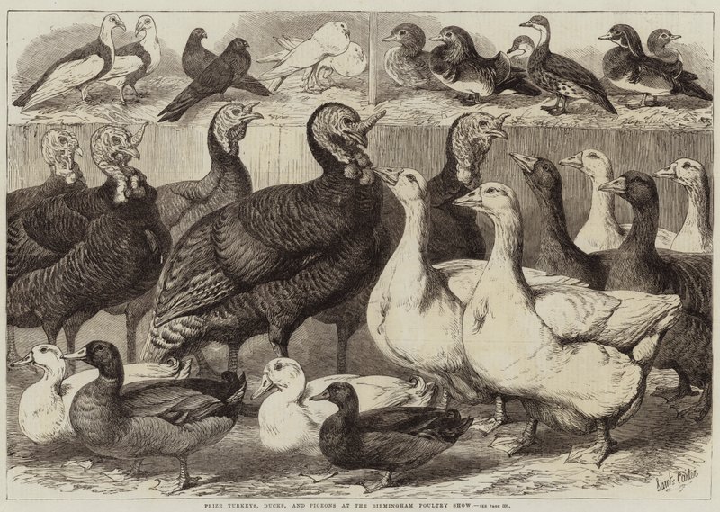 Priser kalkoner, ankor och duvor på Birmingham Poultry Show av Samuel John Carter