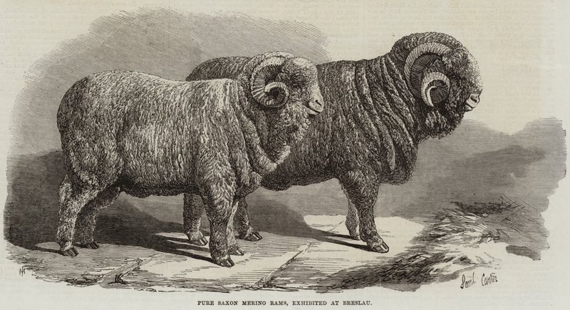Pure Saxon Merino Rams, utställd i Breslau av Samuel John Carter