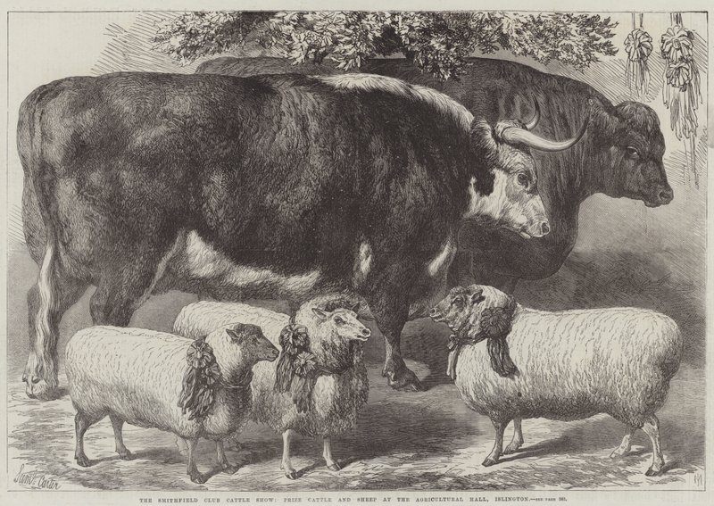 Smithfield Club Cattle Show, prisboskap och får i Agricultural Hall, Islington av Samuel John Carter