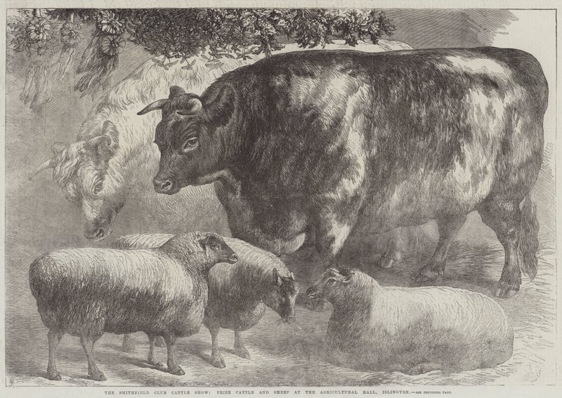 Smithfield Club Cattle Show, prisboskap och får i Agricultural Hall, Islington av Samuel John Carter