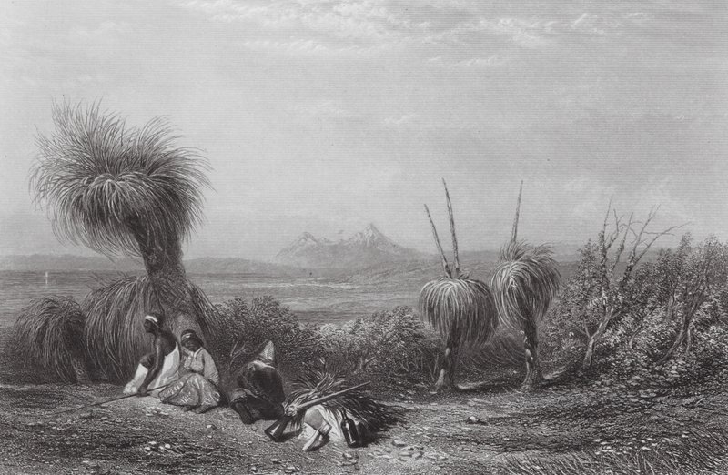 Australien: Grass Tree Plains (gravyr) av Samuel (after) Prout