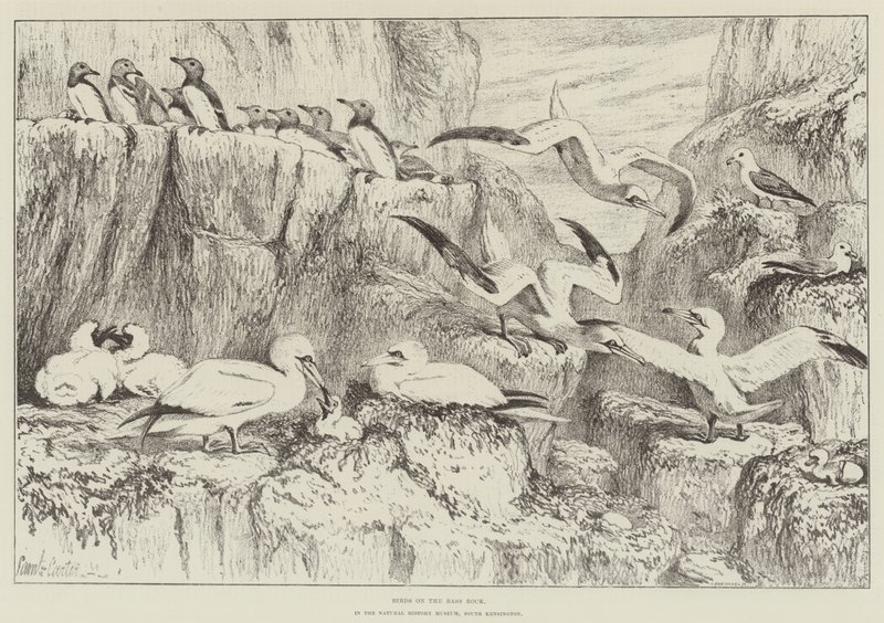 Fåglar på Bass Rock, i Natural History Museum, South Kensington av Samuel John Carter