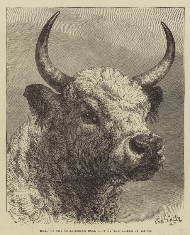 Huvudet på Chillingham Bull skjutet av prinsen av Wales av Samuel John Carter