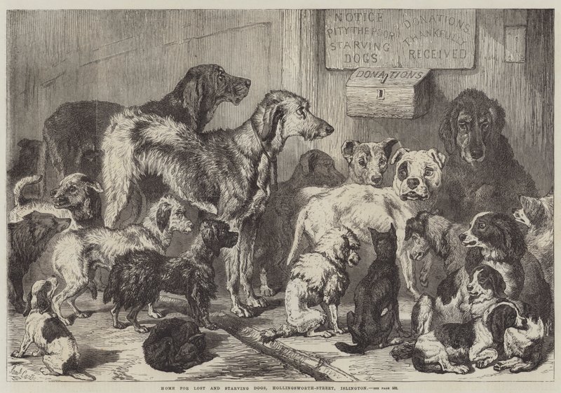 Hem för vilsna och svältande hundar, Hollingsworth-Street, Islington av Samuel John Carter