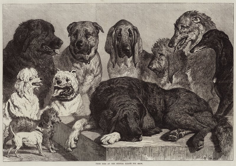 Prishundar på Crystal Palace Dog Show av Samuel John Carter