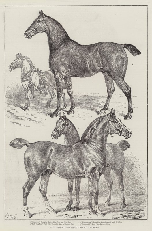 Prishästar på Agricultural Hall, Islington av Samuel John Carter