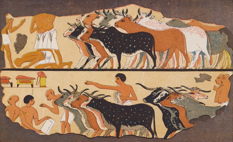 Nötkreatur, forntida Egypten (färglitografi) av School Egyptian