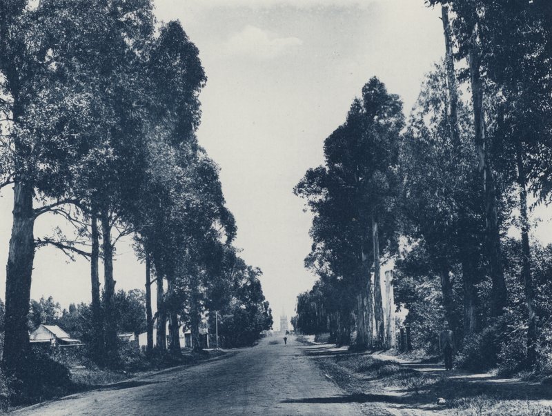 Avenue of Blue Gum Trees, Pretoria (s/v foto) av South African Photographer