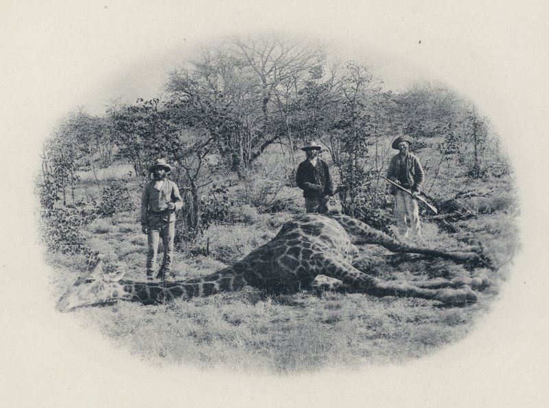 Storviltsjakt i Transvaal (s/v foto) av South African Photographer
