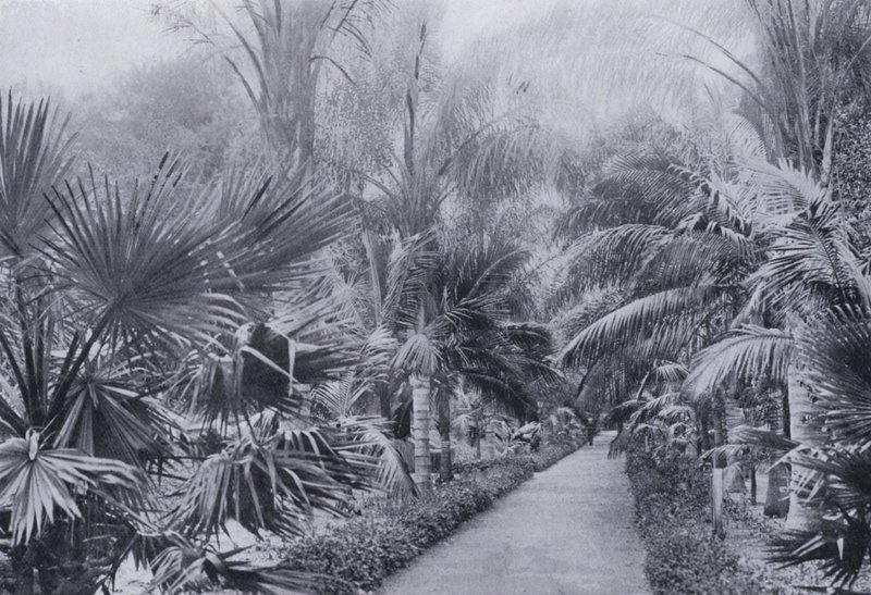 Palm Avenue, Botanic Gardens, Durban (s/v foto) av South African Photographer