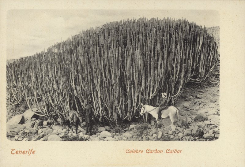 Män tittar på den berömda kaktusen vid Cardon på Teneriffa (svartvitt foto) av Spanish Photographer
