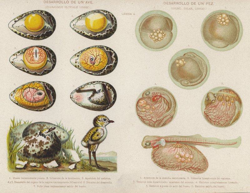 Utveckling av fåglar och fiskar från deras ägg (chromolitho) av Spanish School