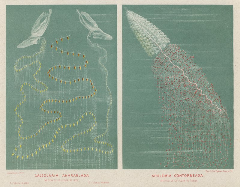 Orange Galeolaria och Contoured Apolemia (färg litho) av Spanish School