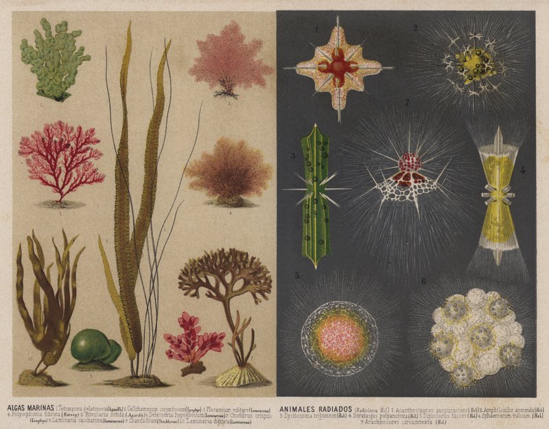 Tång och lysande vattenlevande djur (chromolitho) av Spanish School