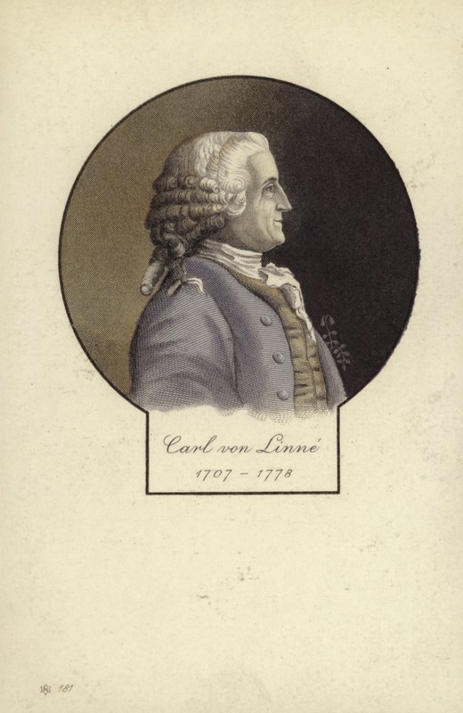 Carl Linnaeus (1707-1778), svensk botaniker och zoolog av Swedish School