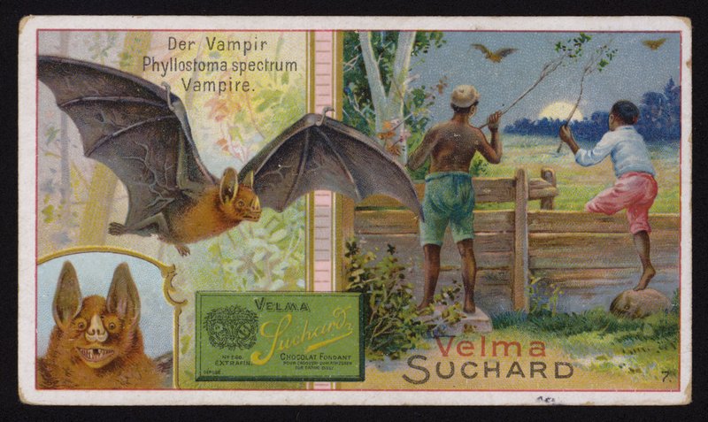 Vampyrfladdermus (chromolitho) av Swiss School