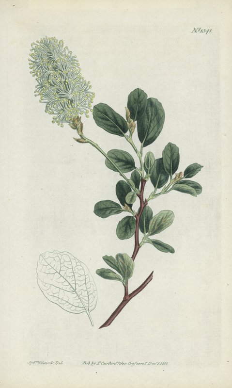 Botanisk gravyr av Sydenham Teast Edwards