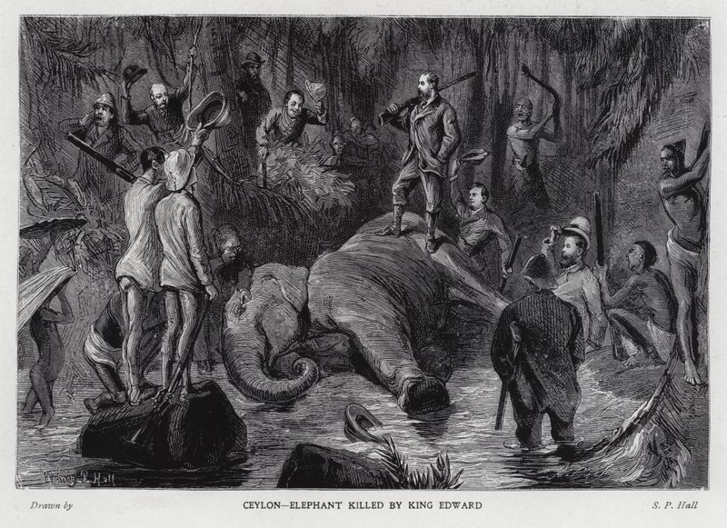Elefant dödad av kung Edward VII (litho) av Sydney Prior (after) Hall