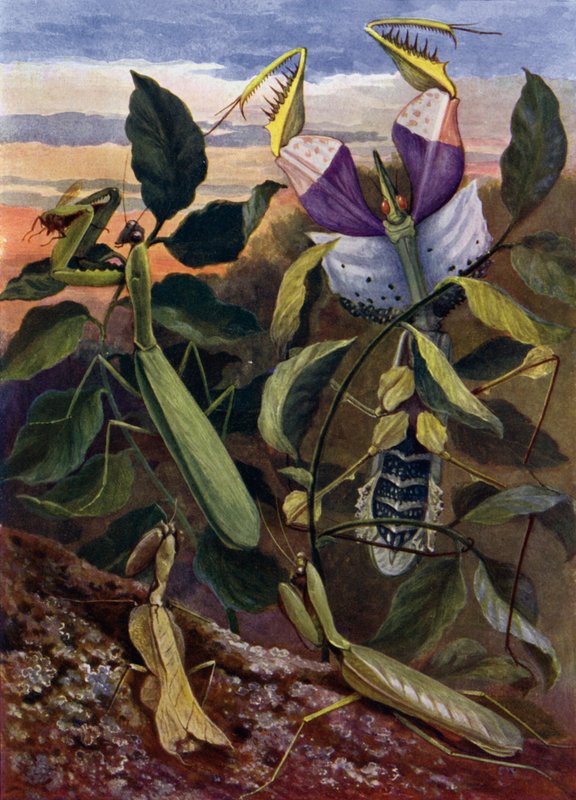 Bedjande insekter av Theobald Carreras
