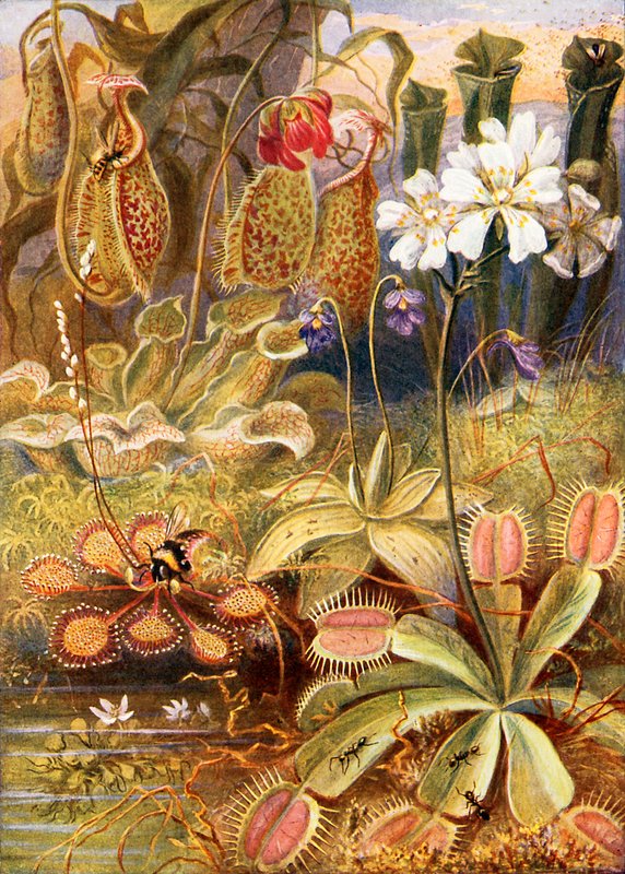 En grupp köttätande växter, illustration från "Wonders of Land and Sea" av Graeme Williams av Theobald Carreras