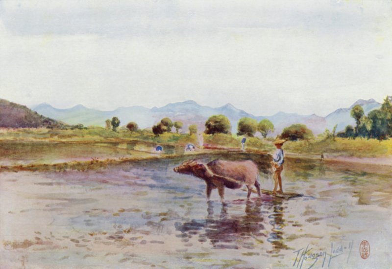 Vattenbuffel på jobbet i risfälten av Thomas Hodgson Liddell