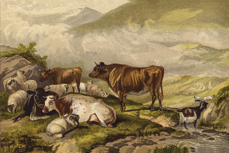 Nötkreatur av Thomas Sidney Cooper