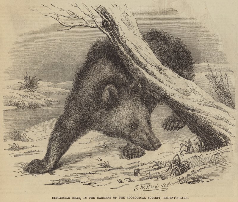 Tirkassiansk björn, i Zoological Society