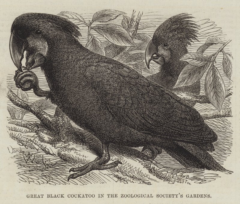 Stor svart kakadua i Zoological Society