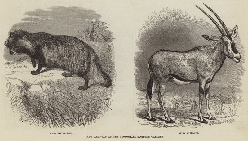 Nyanländer till Zoologiska Sällskapets trädgårdar av Thomas W. Wood