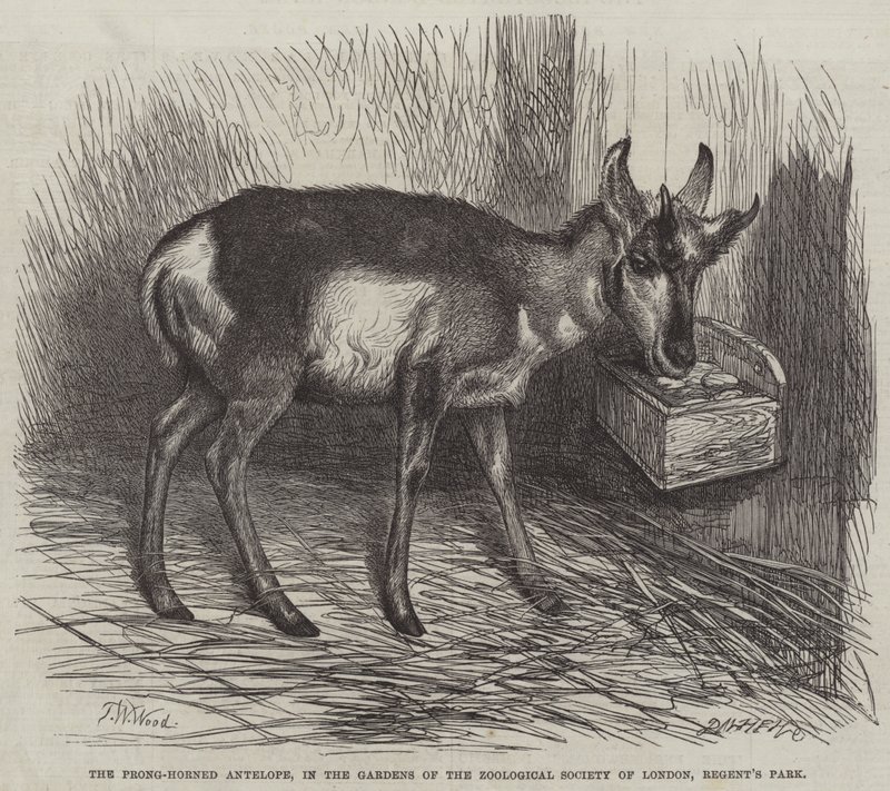Pronghornad antilop, i London Zoological Society of Londons trädgårdar i Regent