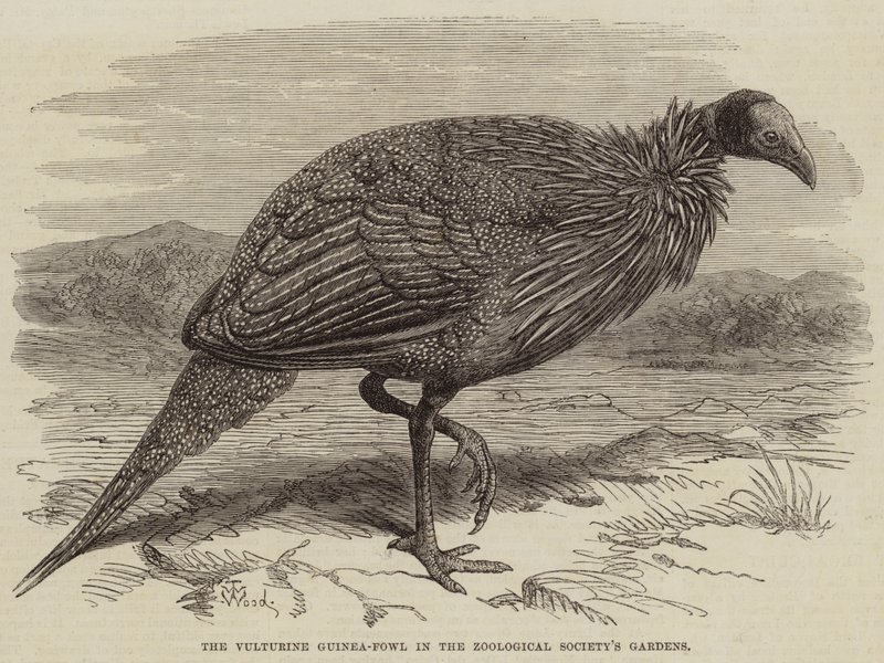 Vulturinea-pärlhönan i Zoological Society