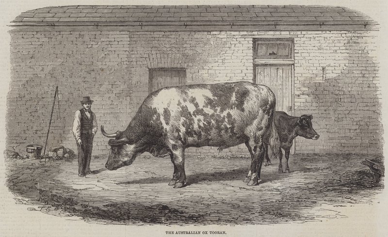 Den australiensiska Ox Tooran av Thomas Harrington Wilson