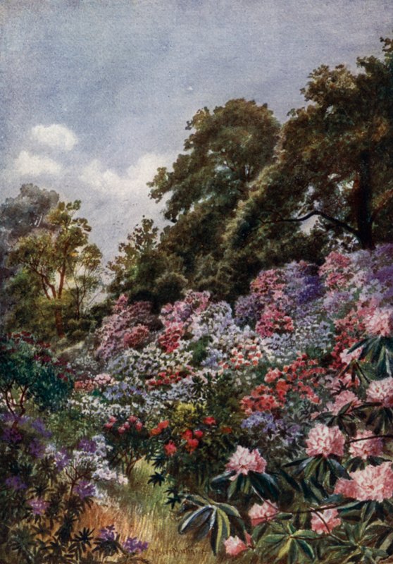 Kew Gardens: The Rhododendron Dell (färg litho) av Thomas Mower Martin